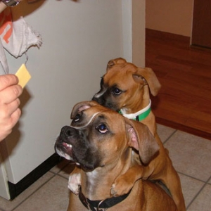 Waiting for the cheese