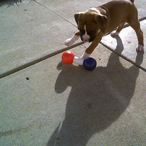 My baby Kahlu'a