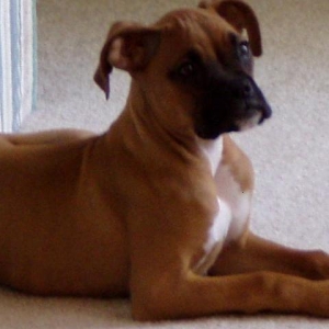 Bogey