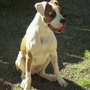 Rocky 7 months