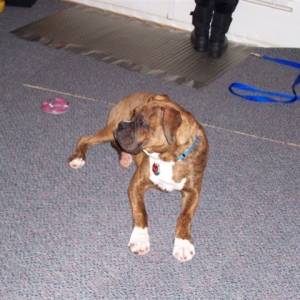 Rex  6mths old