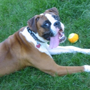 Why is my tongue so big?