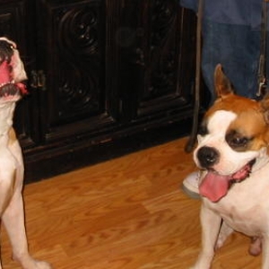 Beau and his brother Pea