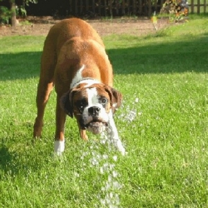 This is way more fun than my water bowl!!