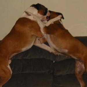 Stella and Beau