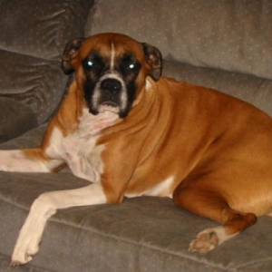Stella