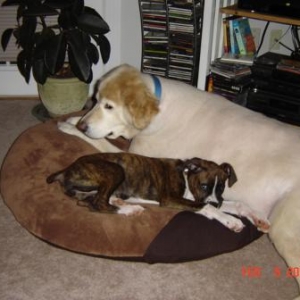 Big brother Hooch and baby sister, Olive