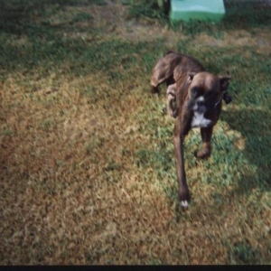 Prancing Boxer