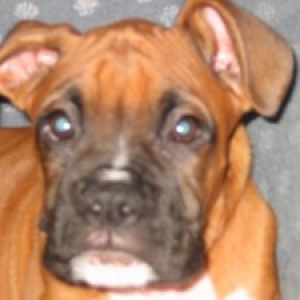Tyson close up