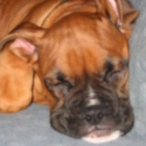 Tyson 11 weeks old