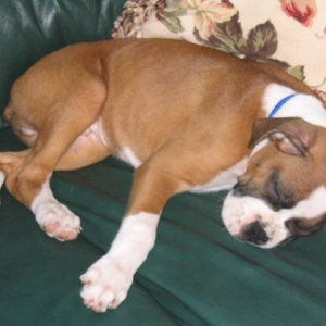 Brodie_sleeping