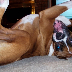 Goofy dog..