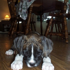 Digger at 9 weeks
