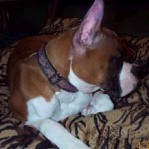 Julie on her pillow at 4 months