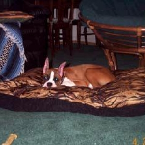 Julie sleeping on her pillow