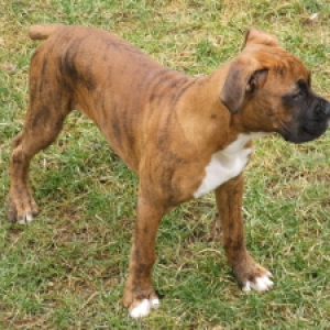 Natas 14wks