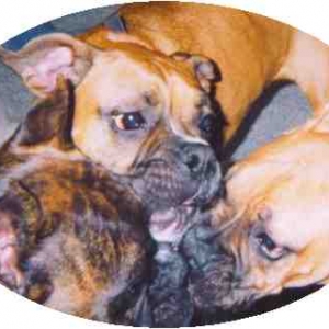 Boxer_kisses