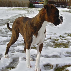 Ozzy 7 months