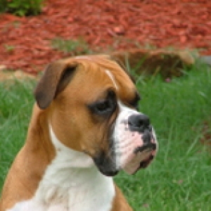 My handsome boy, Rocco.