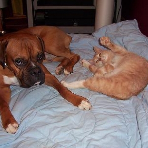 Get real cat! Come on Ben I will fight you on my Back!!!