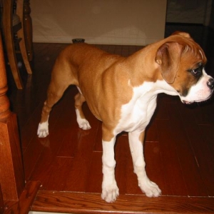 Ranger at 4 months