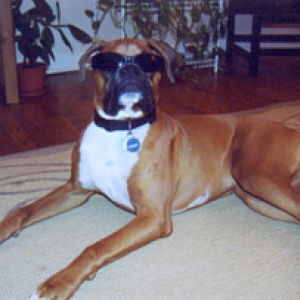 Scooby Doo goes Hollywood 2005