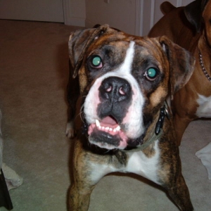 my baby dog