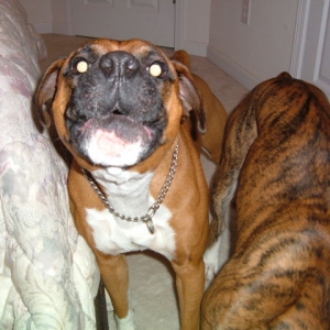 TYSON