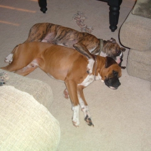 SLEEPY DOGS