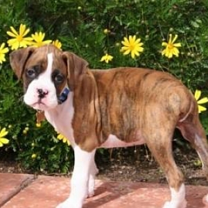 Gunnar in the daisies