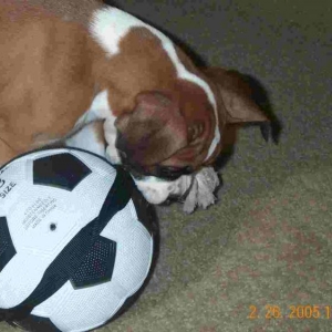 Xena-8 Weeks Old-Soccer Star