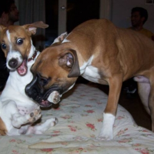 Goofy and Osho playing