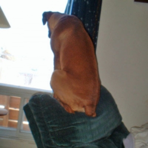 Nosey dog