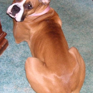 Gracie 1 year