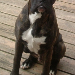 Bart. 5 months old.