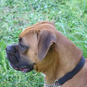 Brandi in Profile