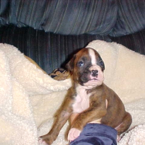 Elwood