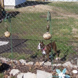 Roxie protecting her turf
