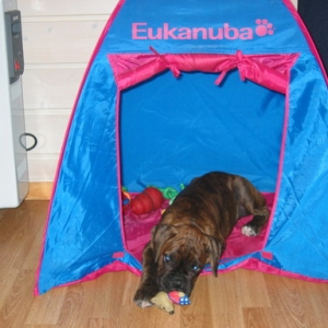 Ozzy in his tent