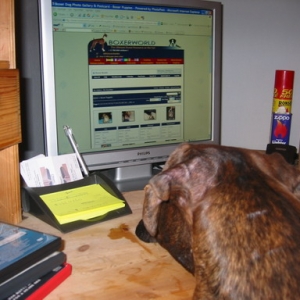 Dedicated  fan at BoxerWorld!!