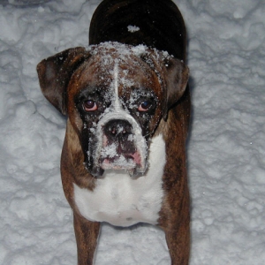 Snowy Boy!