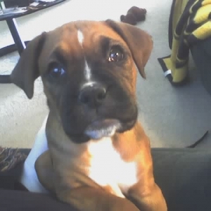 Bella @ 8 weeks