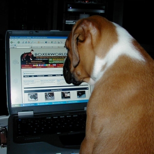 New Boxer World Fan