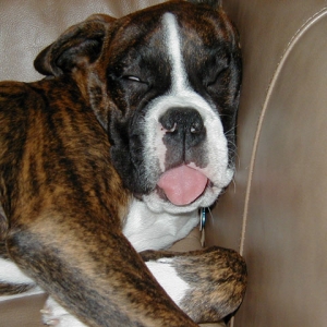 dreaming of giving slobbery boxer kisses