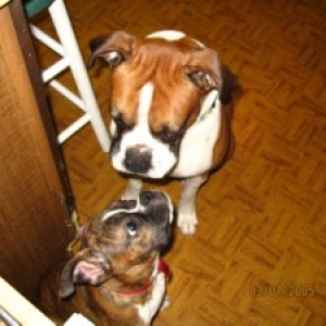 I wuv u harley!