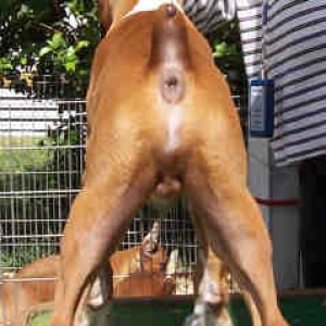 amos backside