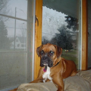 Sadie...waiting for daddy
