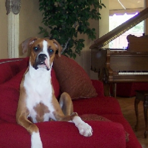 Handsome Boy