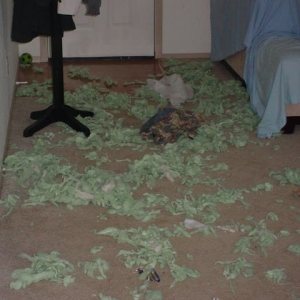 1 boxer   1 rottweiler   boredom = ...