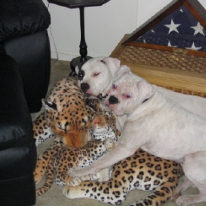 Layla, Roxy & Family